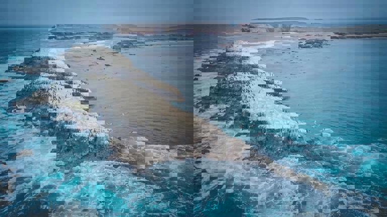 Wildlife Conservationists Launch Swift Rescue After Seals Become Trapped in Inland Water Canal